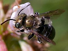 Mason Bee